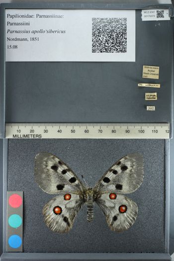 Media type: image;   Entomology 175073
